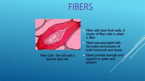fiber biology
